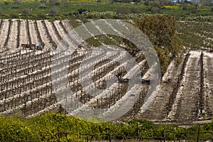 Vineyard in winter in Hanadiv valley Israel