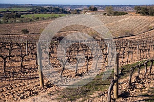 Vineyard winter landscape