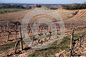 Vineyard winter landscape