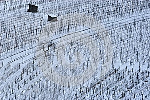 Vineyard in winter no.1