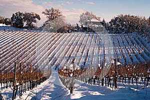 Vineyard in winter