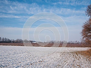 Vineyard winter scene