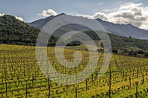 Vineyard in winter sun at Patrimonio in Corsica photo