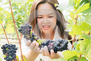 Vineyard worker checking wine grapes in vineyard