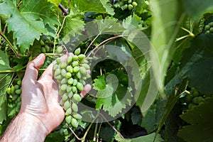 Vineyard worker checking grapes quality in vineyard. Winemaker checks the harvest of grapes