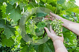 Vineyard Worker Checking Grapes Quality in Vineyard. Winemaker Checks the Harvest of Grapes