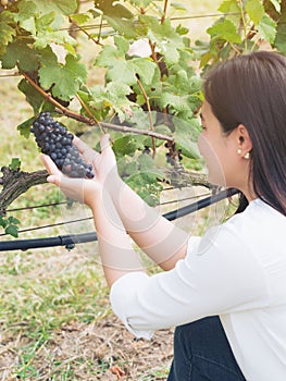 Vineyard worker checking wine grapes in vineyard