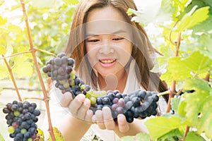 Vineyard worker checking wine grapes in vineyard