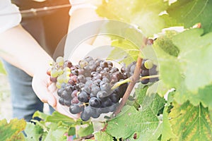 Vineyard worker checking wine grapes in vineyard