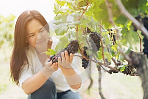 Vineyard worker checking wine grapes in vineyard