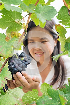 Vineyard worker checking wine grapes in vineyard