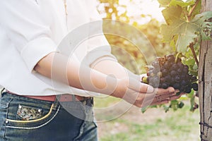 Vineyard worker checking wine grapes in vineyard