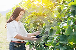 Vineyard worker checking wine grapes in vineyard