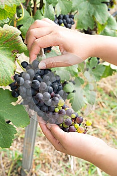 Vineyard worker checking wine grapes in vineyard