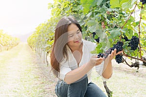 Vineyard worker checking wine grapes in vineyard