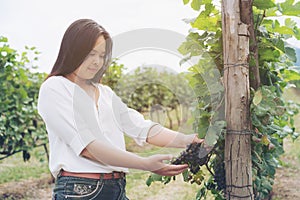 Vineyard worker checking wine grapes in vineyard