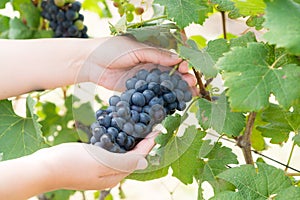 Vineyard worker checking wine grapes in vineyard