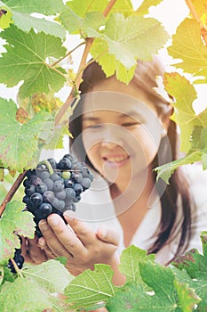 Vineyard worker checking wine grapes in vineyard