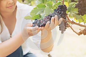 Vineyard worker checking wine grapes in vineyard