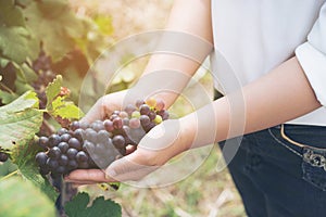 Vineyard worker checking wine grapes in vineyard