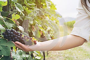 Vineyard worker checking wine grapes in vineyard