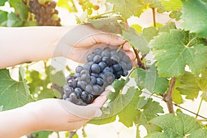 Vineyard worker checking wine grapes in vineyard