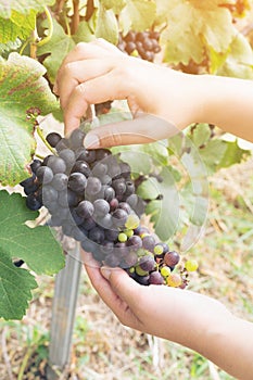Vineyard worker checking wine grapes in vineyard