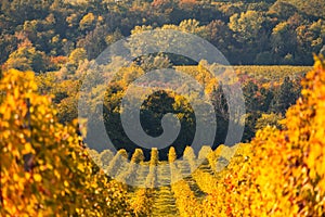 Vineyard workers harvest grapes in Valdobbiadene during autumn