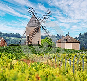 Vineyard or yard of vines and the eponymous windmill of famous french red wine at the background. Romaneche-Thorins, France