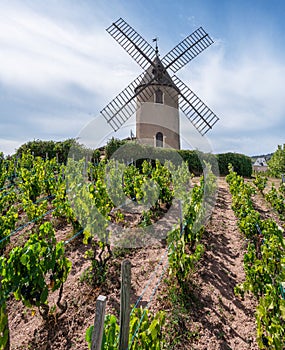 Vineyard or yard of vines and the eponymous windmill of famous french red wine at the background. RomanÃ¨che-Thorins, France