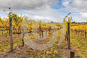 Vineyard in Yarra Valley, Australia in autumn