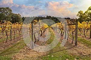 Vineyard in Yarra Valley, Australia in autumn