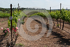 Vineyard at Yehuda mountains Israel photo