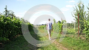 Vineyard. A young adult man walking slowly through his farmer grounds among the greenery on a hot summer day, back view