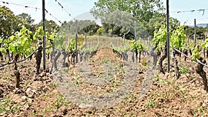 Vineyard with young shoots on the branches in spring. Agriculture.