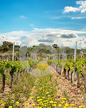 Vineyard with young shoots on the branches in spring. Agriculture