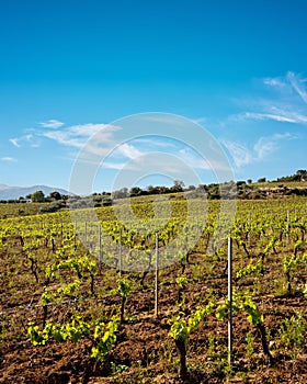 Vineyard with young shoots on the branches in spring. Agriculture