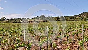 Vineyard with young shoots on the branches in spring. Agriculture.