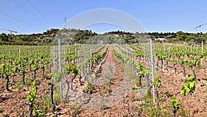 Vineyard with young shoots on the branches in spring. Agriculture.