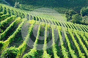 Vineyards