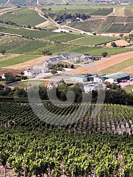 Vineyards