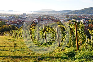 Vineyards above the city, Maribor, Slovenia