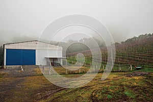 Vineyards and agricultural shed in a foggy day