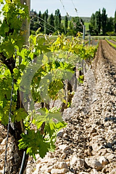 Vineyards agriculture