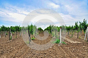 Vineyards. Agriculture in Taman.