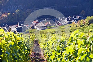 Vineyards in the Ahr Valley