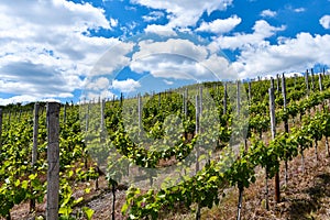 Vineyards in the Ahr valley on a beautiful summer day