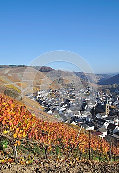 Vineyards in the ahr valley,Germany