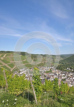 Vineyards in the ahr valley,Germany