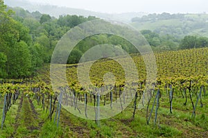 Vineyards in Aia. Txakoli production in the municipality of Aia, Gipuzkoa, Euskadi photo